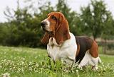 BASSET HOUND 057